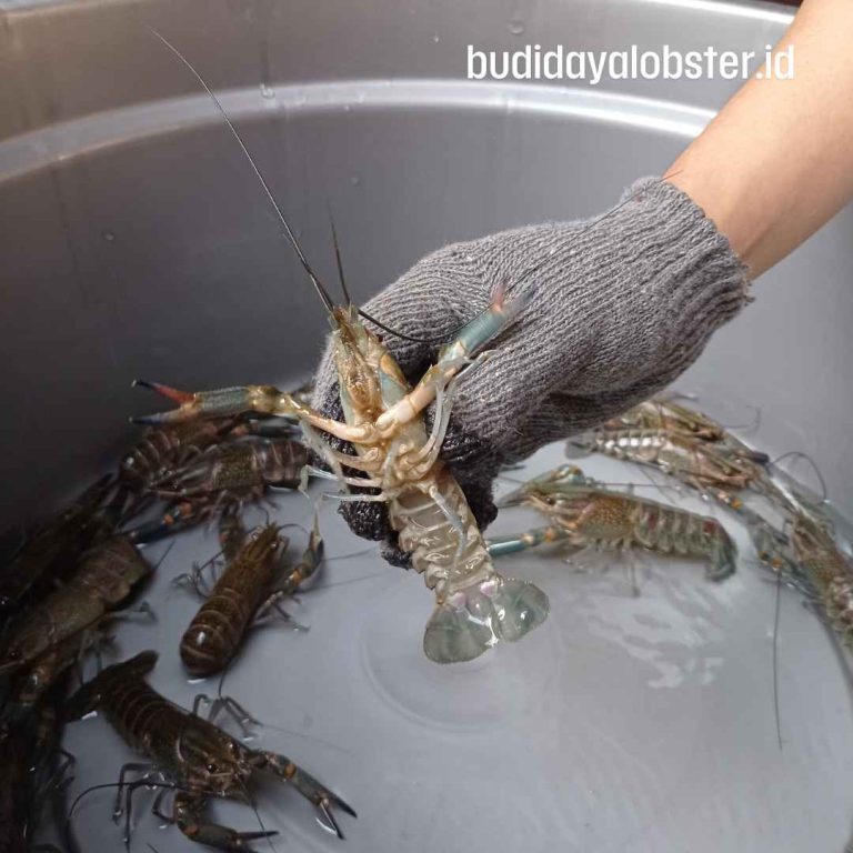 Jual indukan lobster