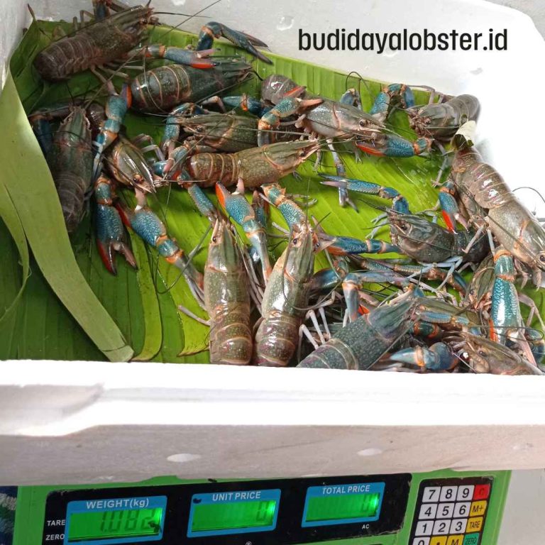 lobster konsumsi
