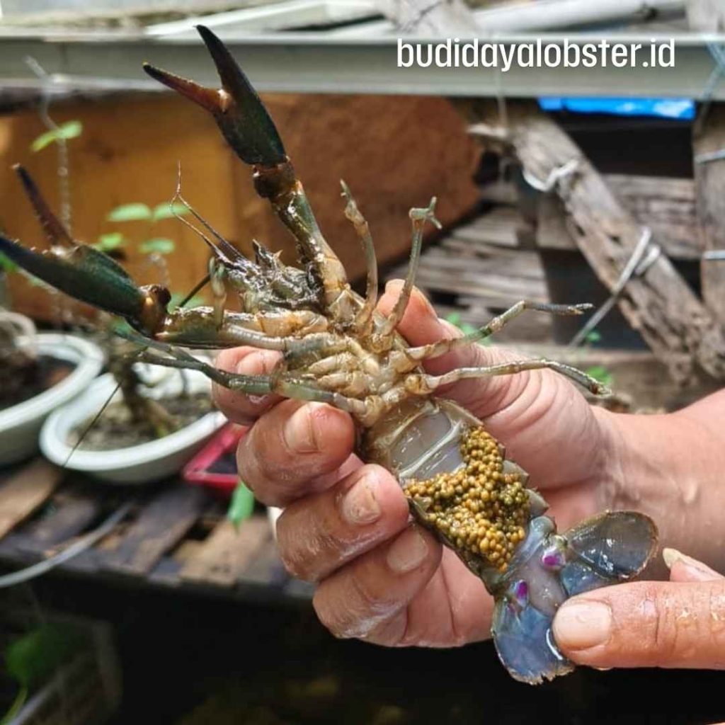 jual lobster bertelur