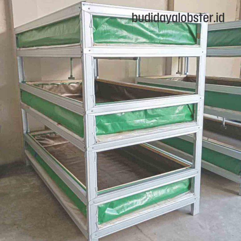 kolam lobster bertingkat