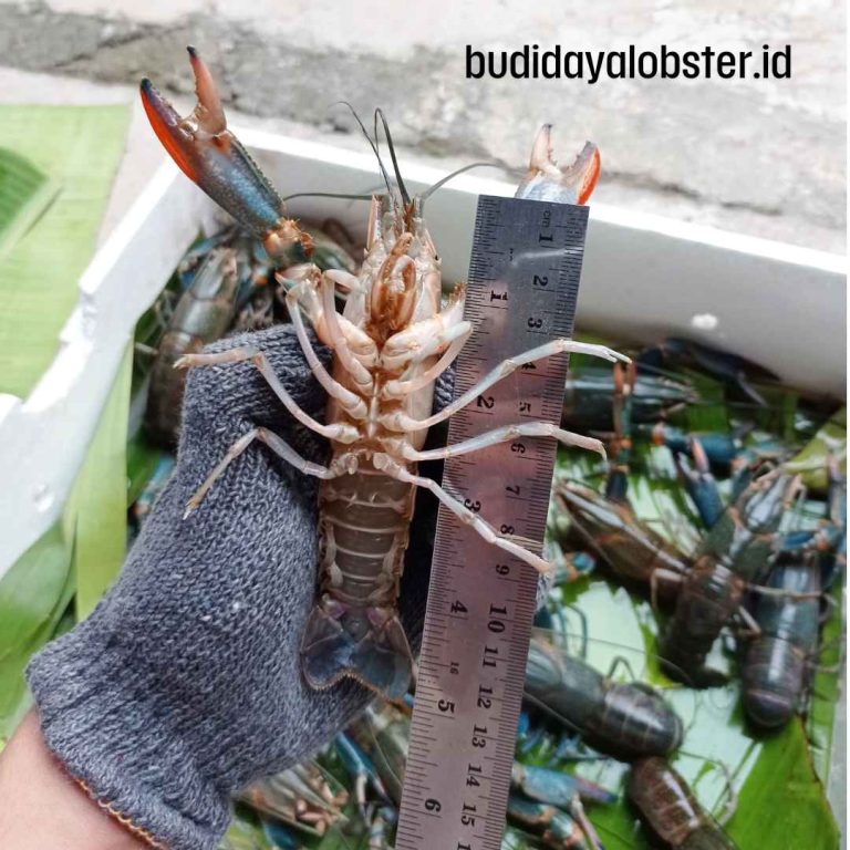 jual lobster konsumsi