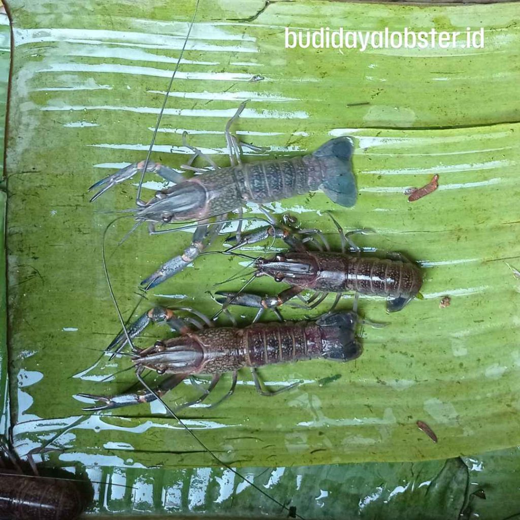 Jual lobtser air tawar