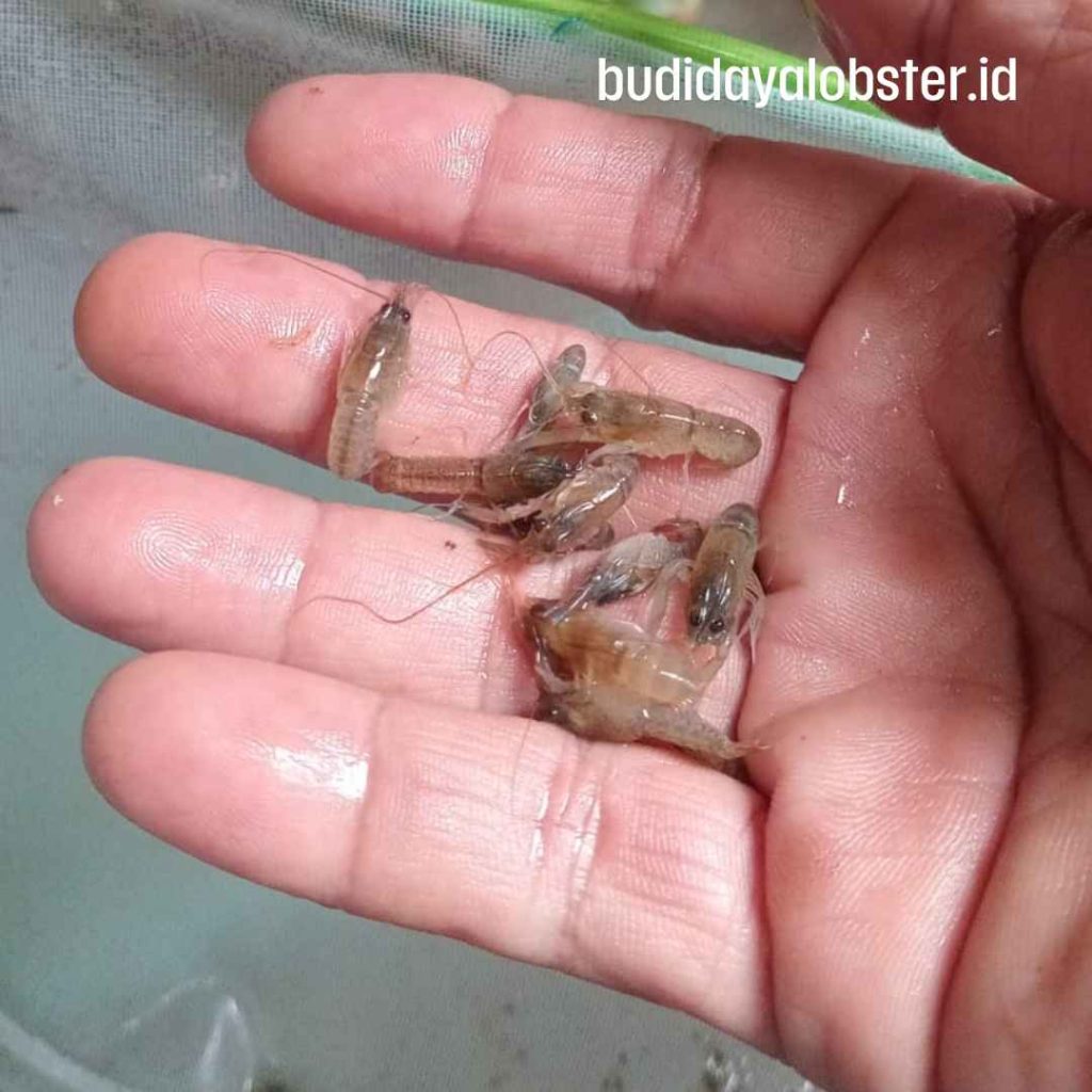 jual bibit lobster